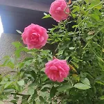 דירה Hidden Gem & Gated Parking Český Krumlov