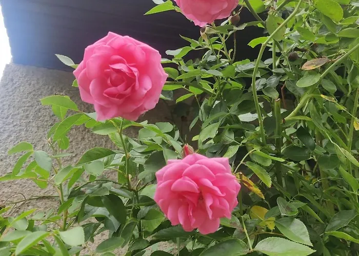 公寓 Hidden Gem & Gated Parking Český Krumlov